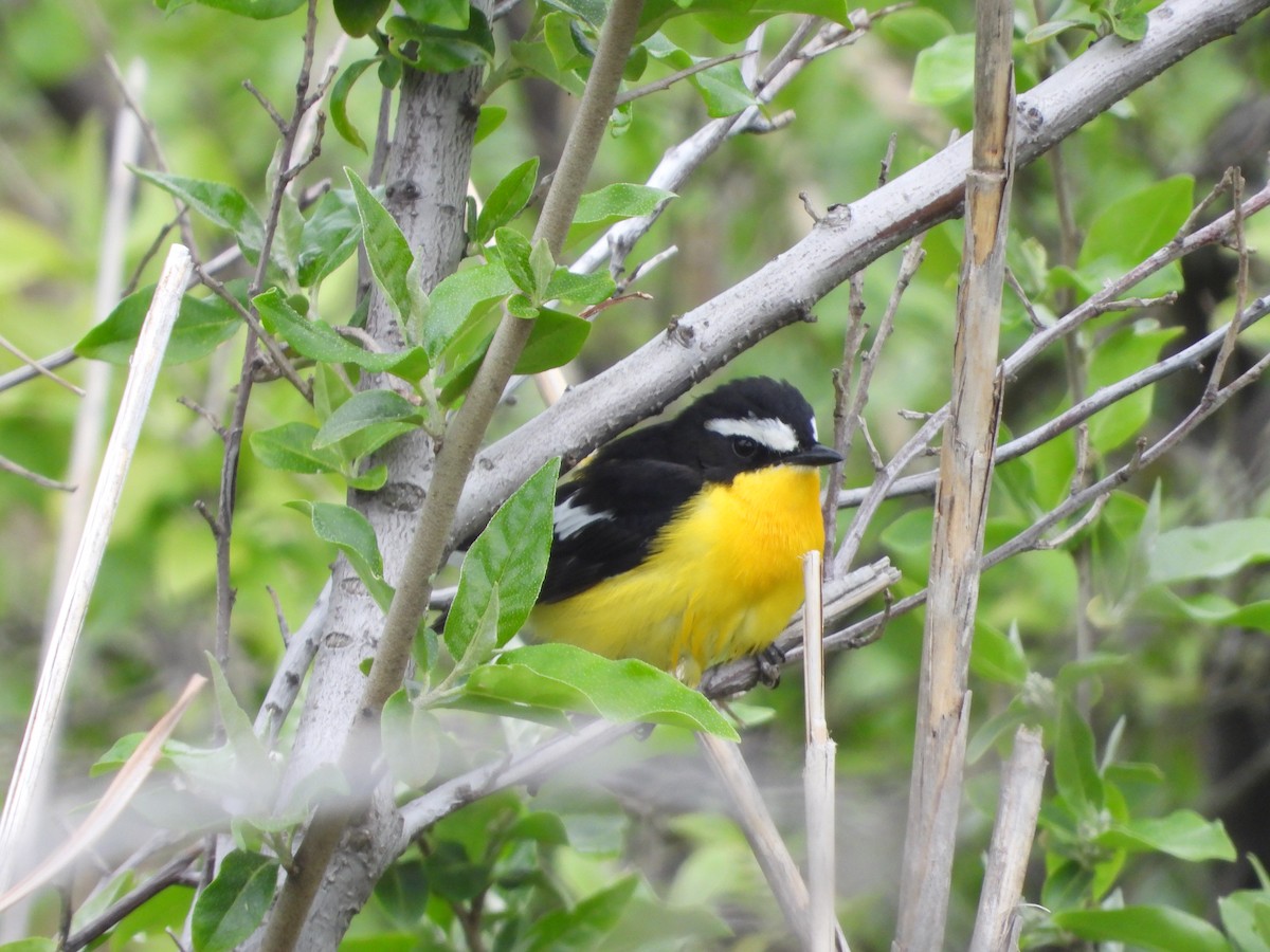 Gobemouche à croupion jaune - ML645598255