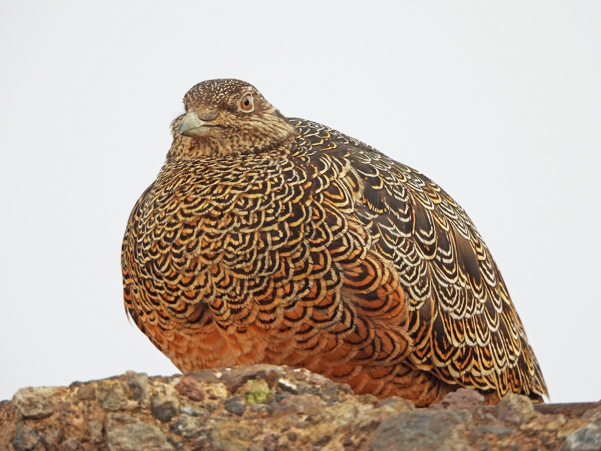 Attagis de Gay - ML645598257