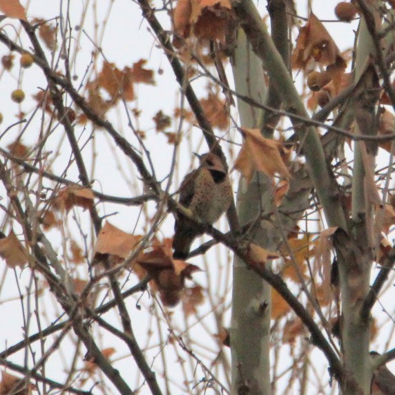 Pic flamboyant - ML645598258