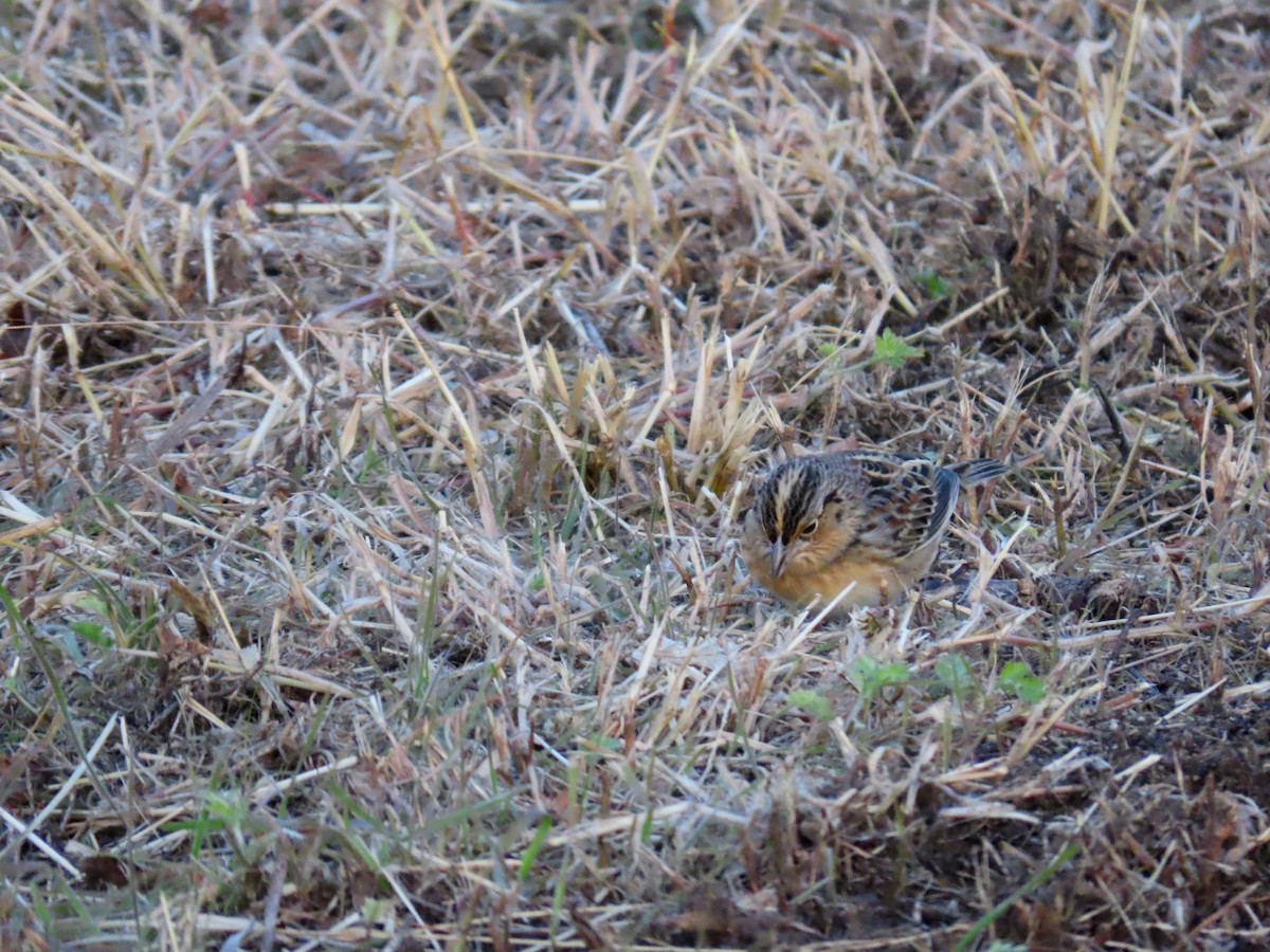 Bruant sauterelle - ML645598259