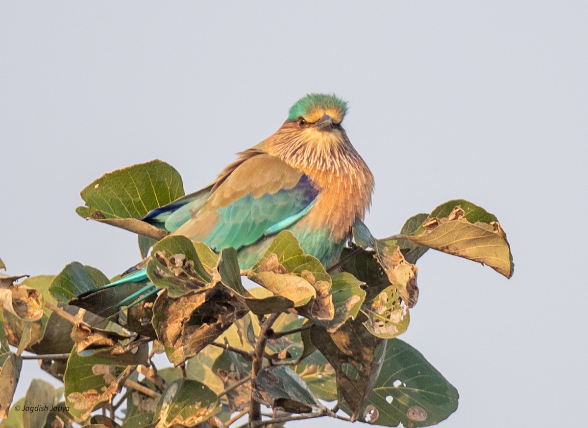 Rollier indien - ML645598260