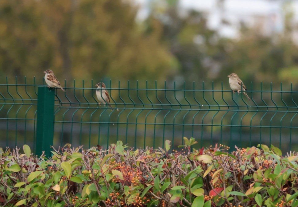 家麻雀 - ML645598263