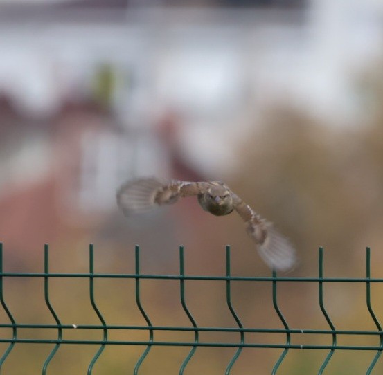 家麻雀 - ML645598264