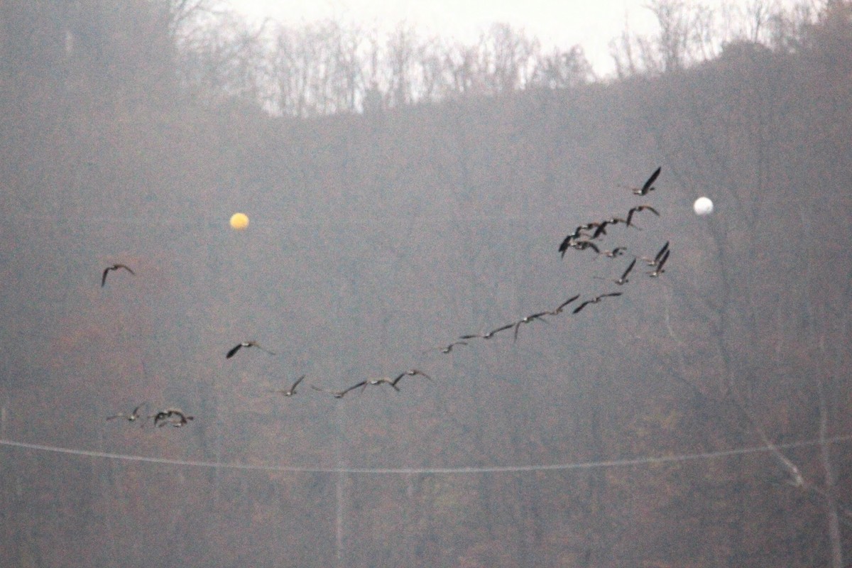 Bernache du Canada - ML645598265