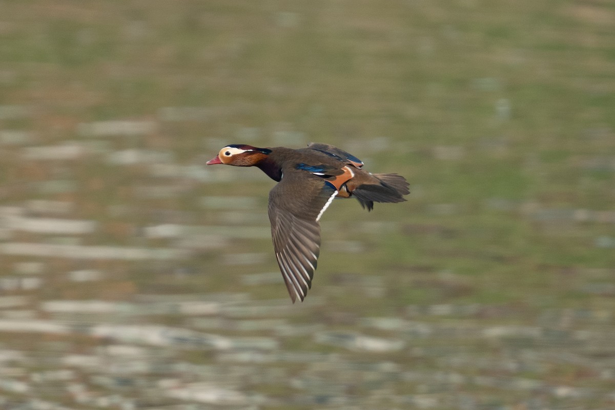 Canard mandarin - ML645598266