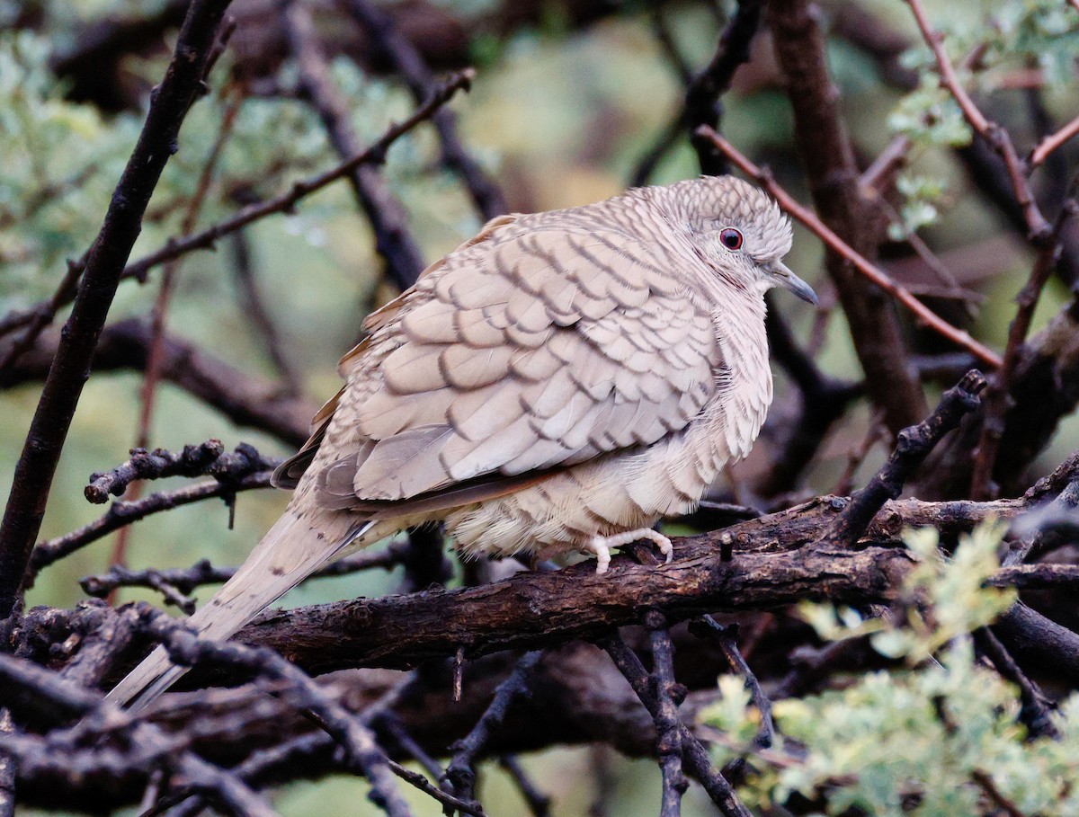 Colombe inca - ML645598267