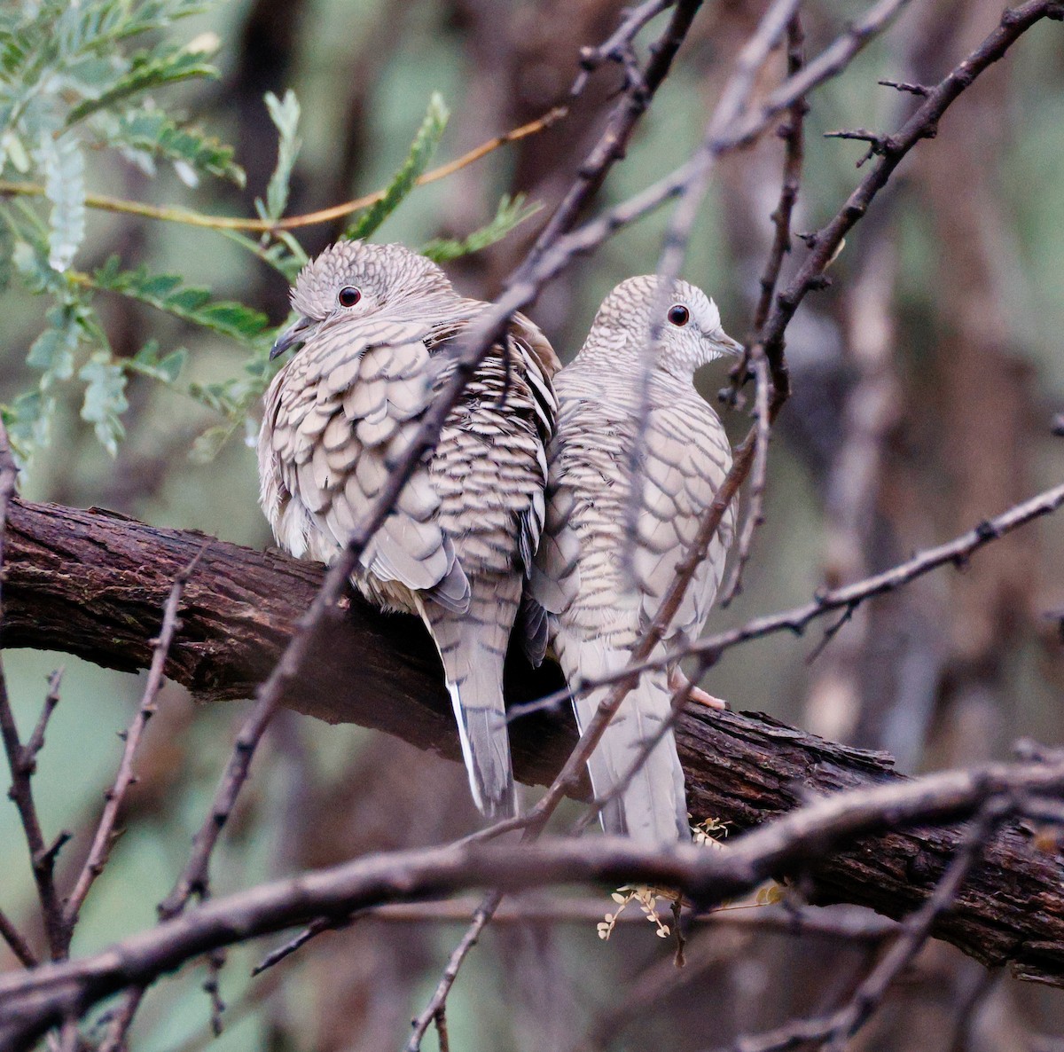 Colombe inca - ML645598268