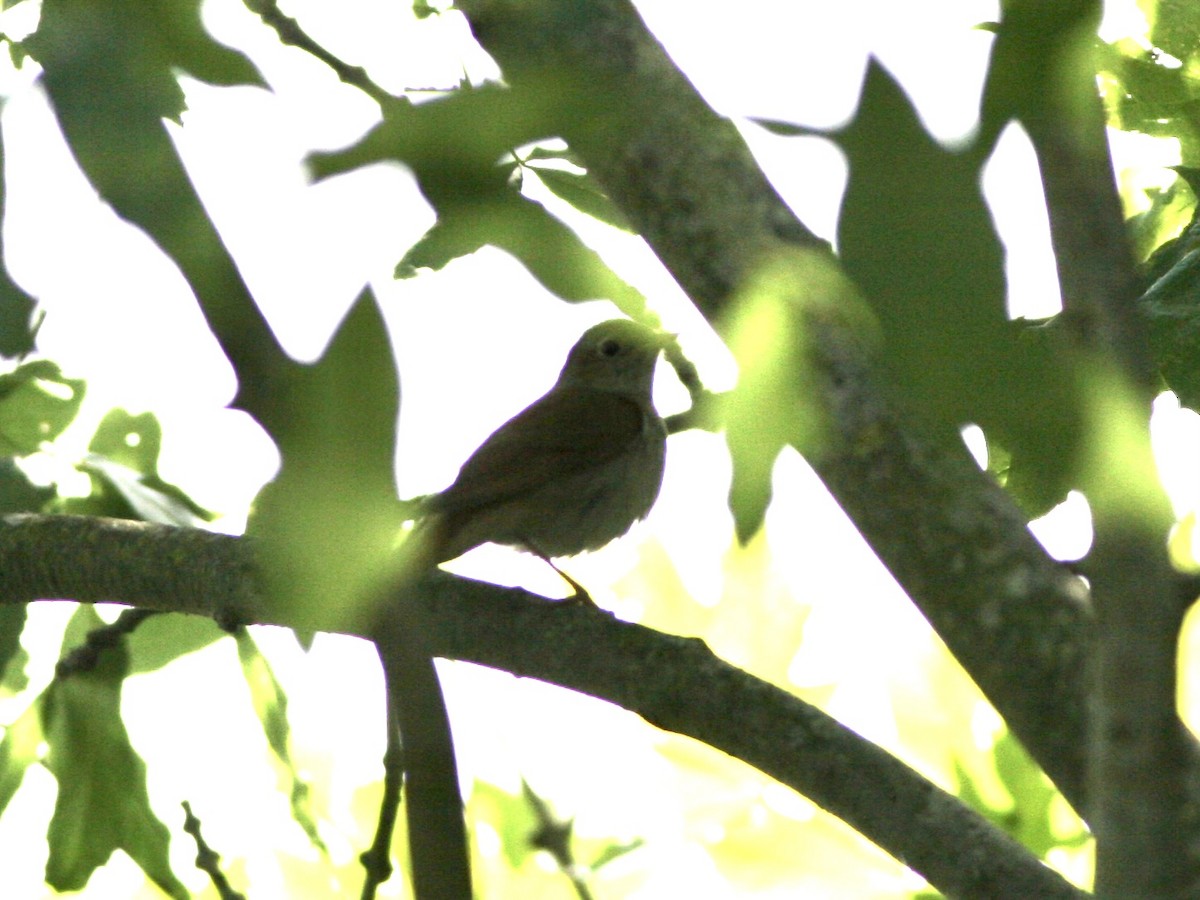 Rossignol philomèle - ML645598269