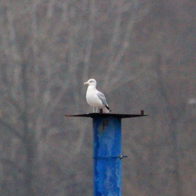 Goéland hudsonien - ML645598270