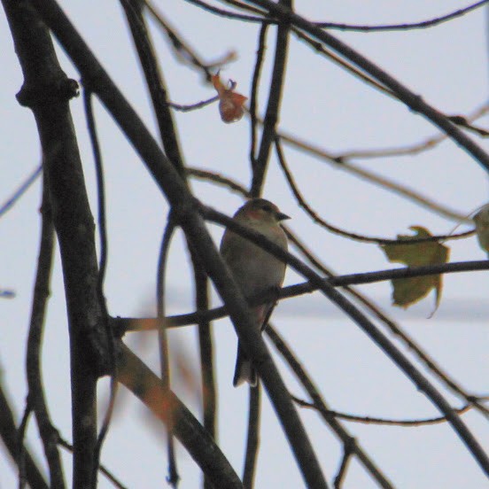 Chardonneret jaune - ML645598273