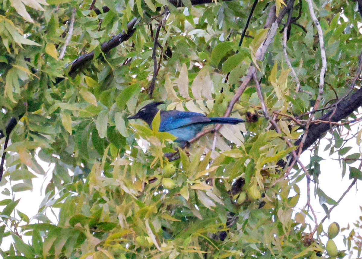 Geai de Steller - ML645598274