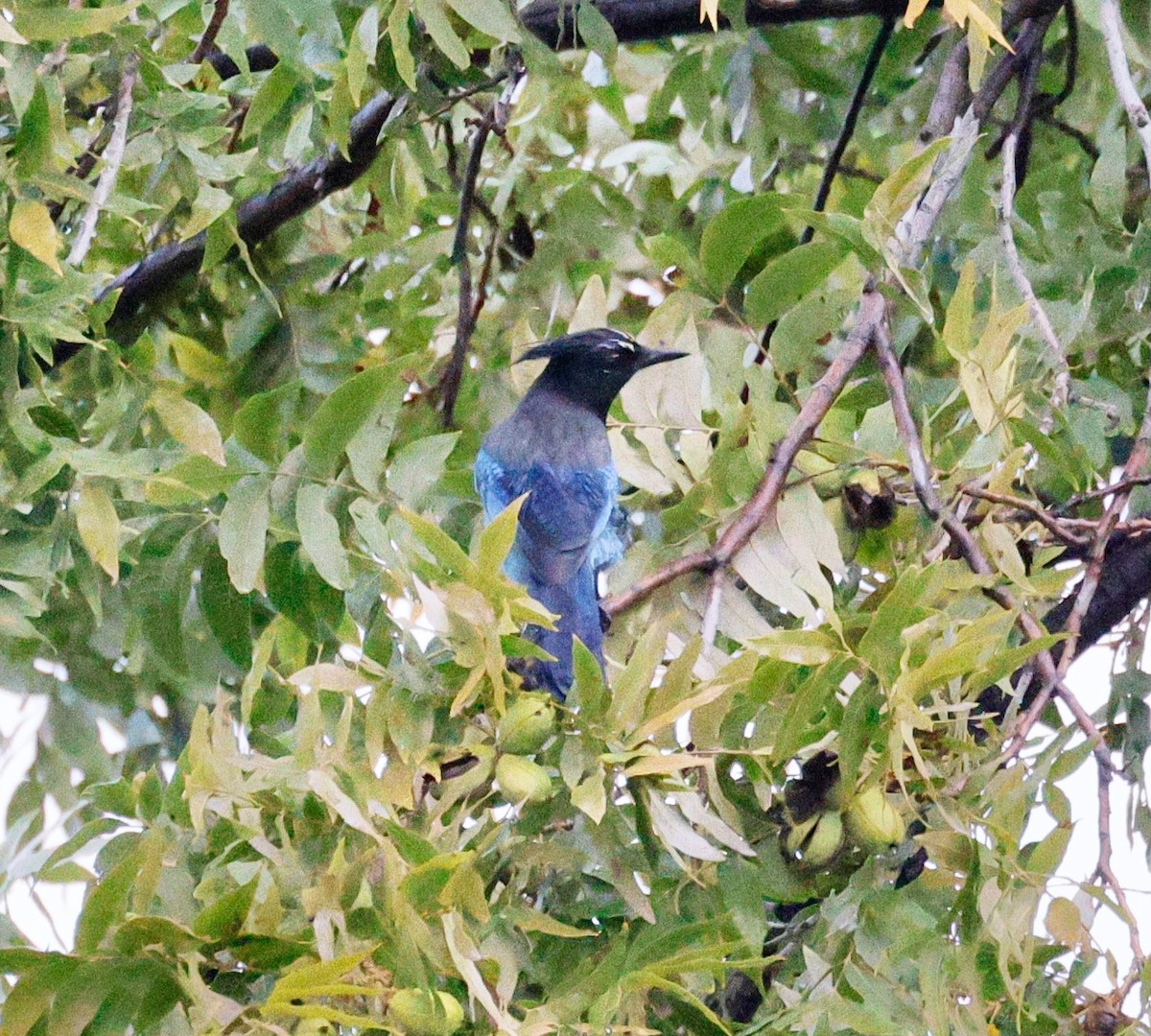 Geai de Steller - ML645598275