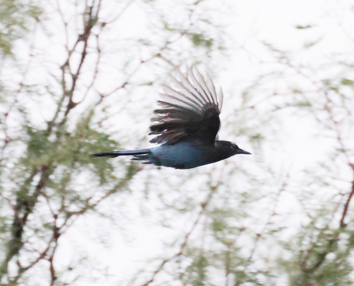 Geai de Steller - ML645598276