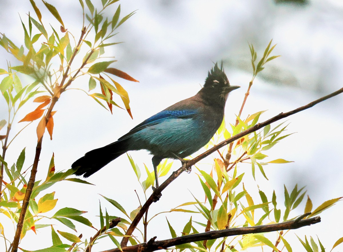 Geai de Steller - ML645598277