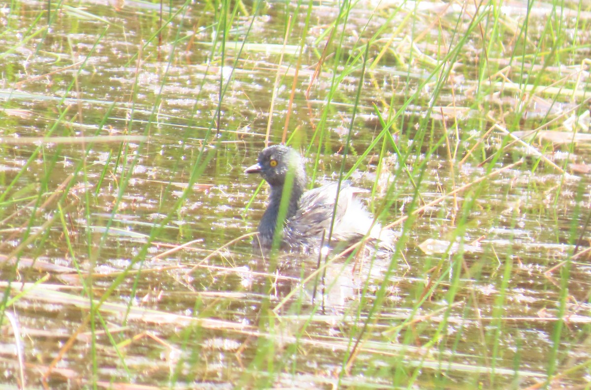 Least Grebe - ML645598282