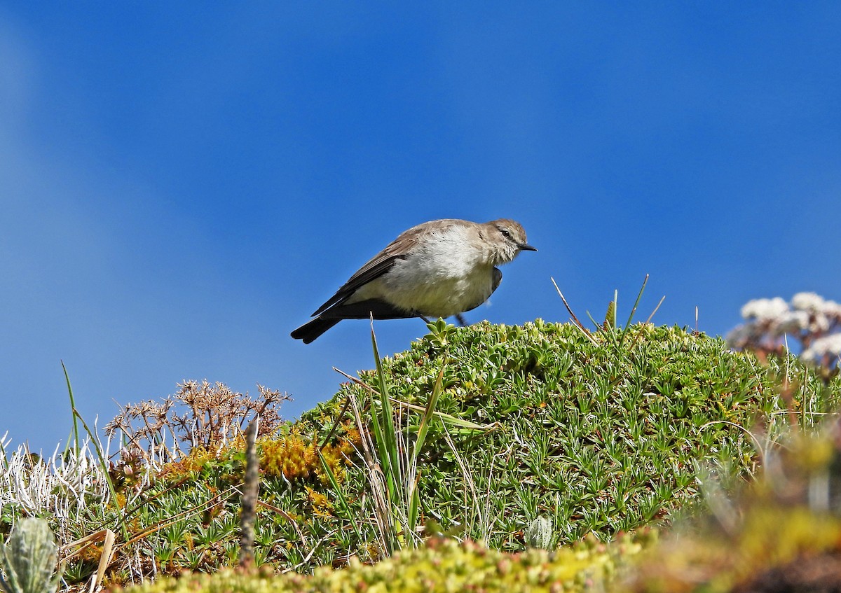 Dormilon à grands sourcils - ML645598283