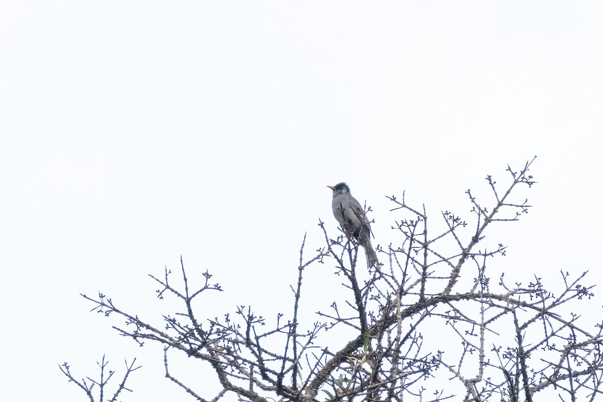 Bulbul noir - ML645598284