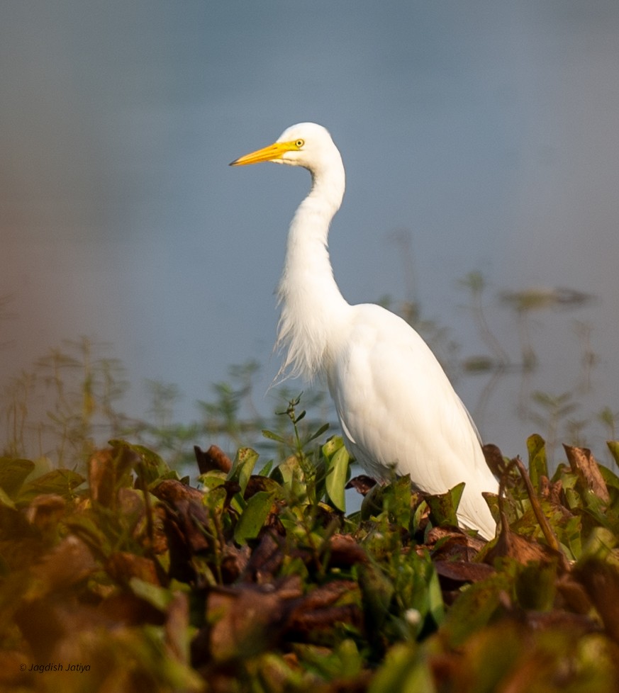 Héron intermédiaire - ML645598285
