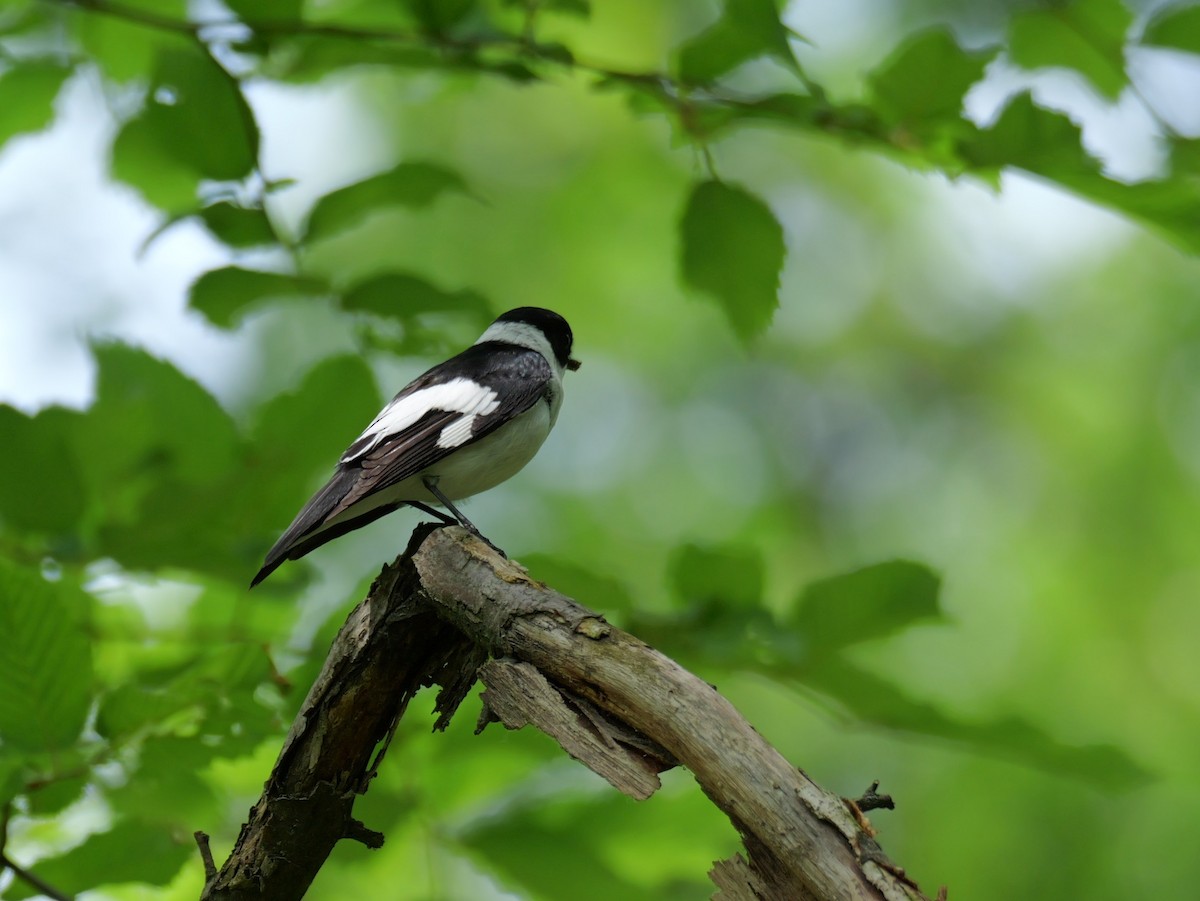 Euli-txori lepazuria - ML645598286