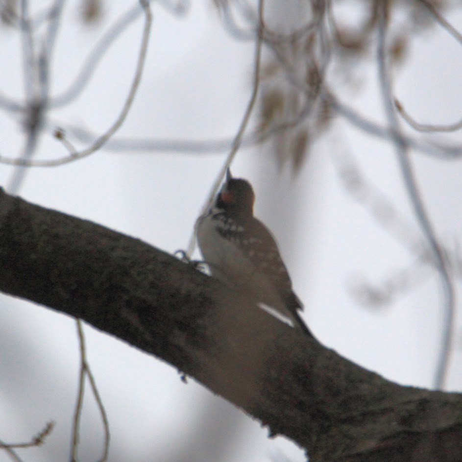 Pic chevelu - ML645598288