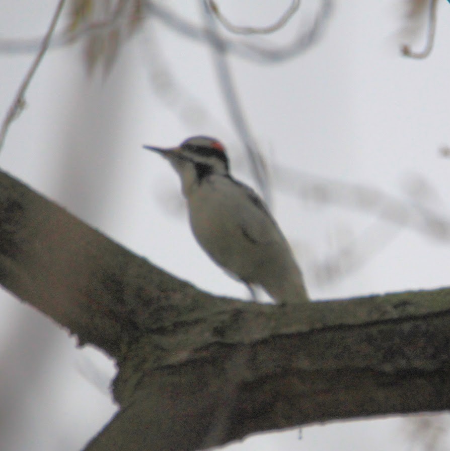 Pic chevelu - ML645598289