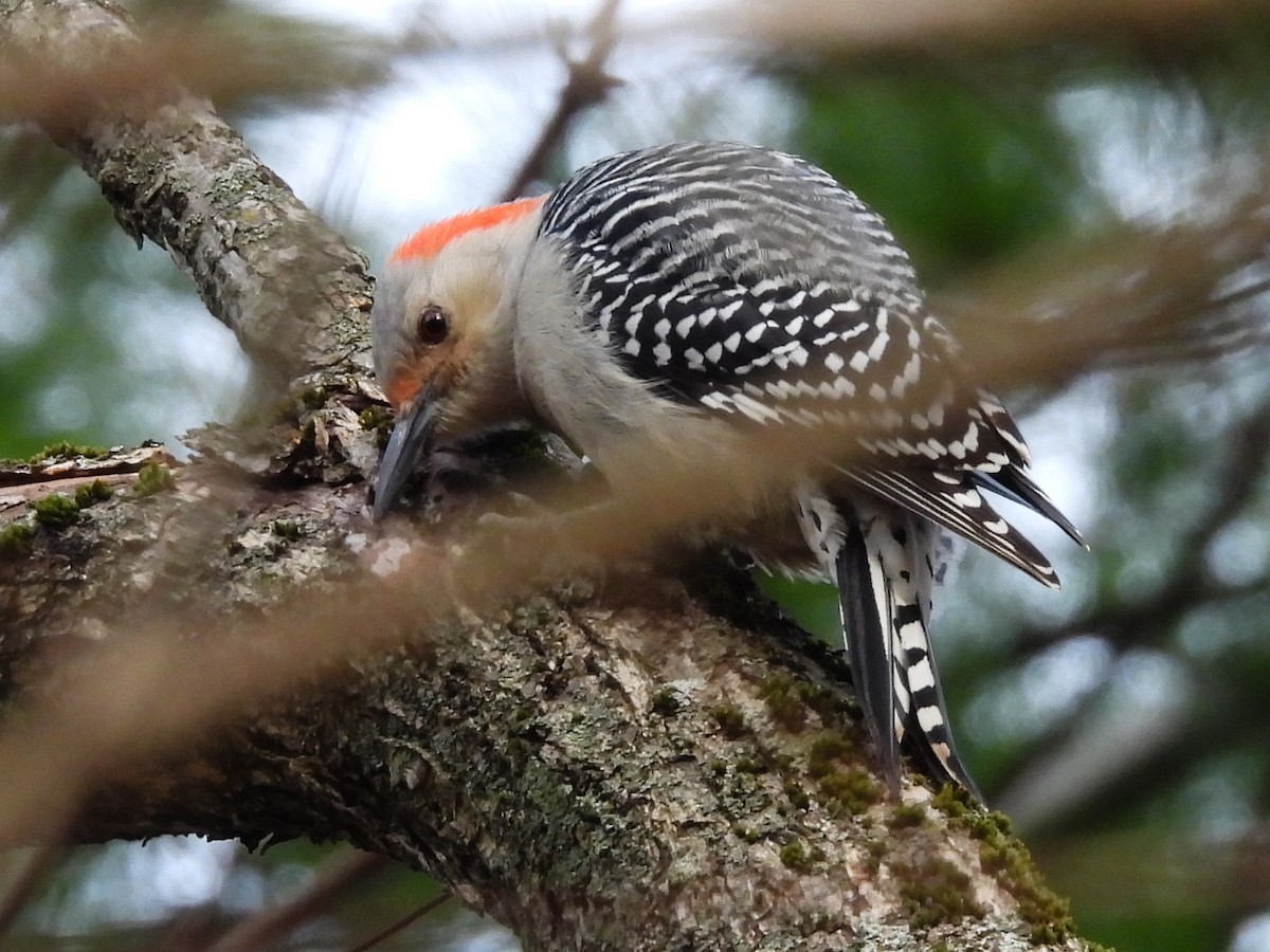 Pic à ventre roux - ML645598294