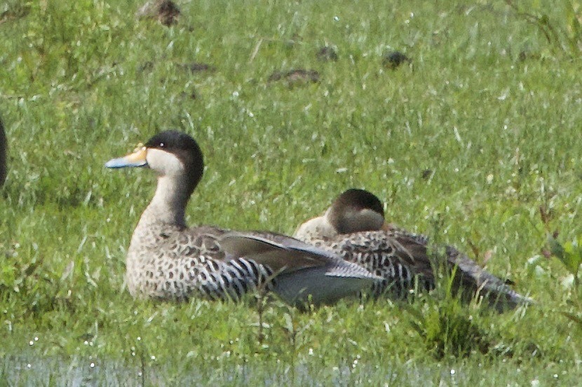 Sarcelle bariolée - ML645598295