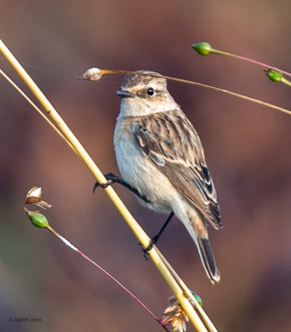 Tarier de Sibérie - ML645598296