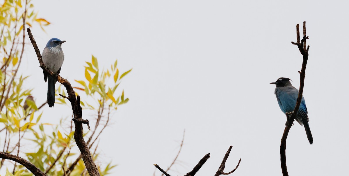 Geai de Woodhouse - ML645598297