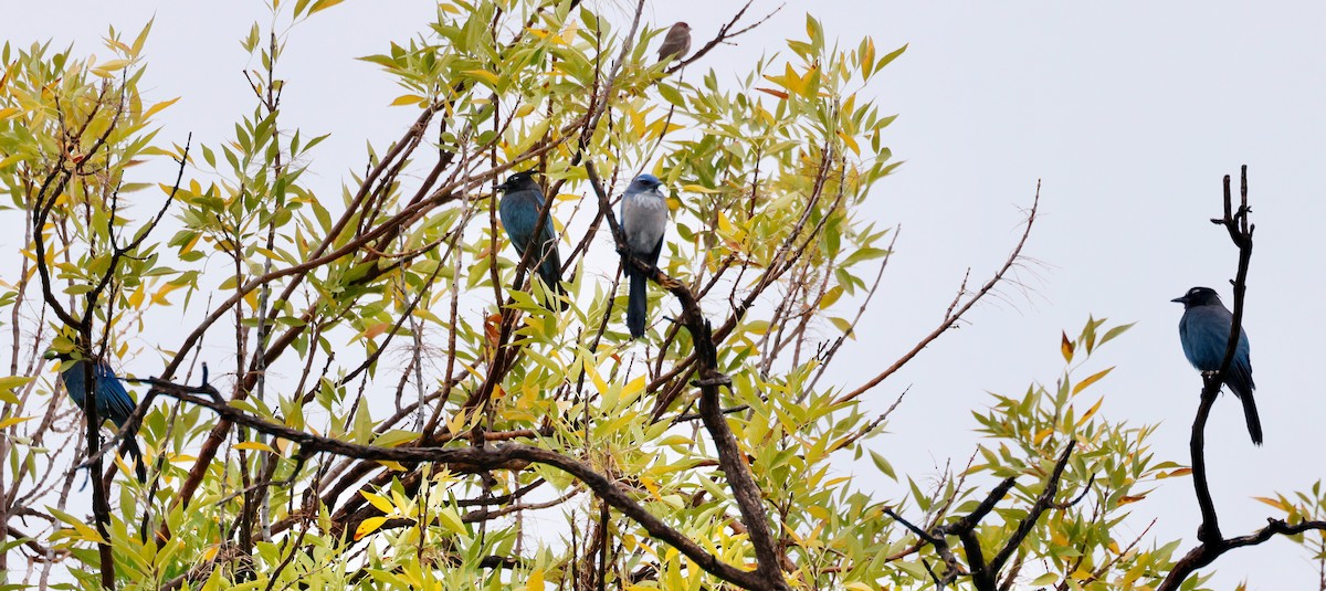 Geai de Woodhouse - ML645598298