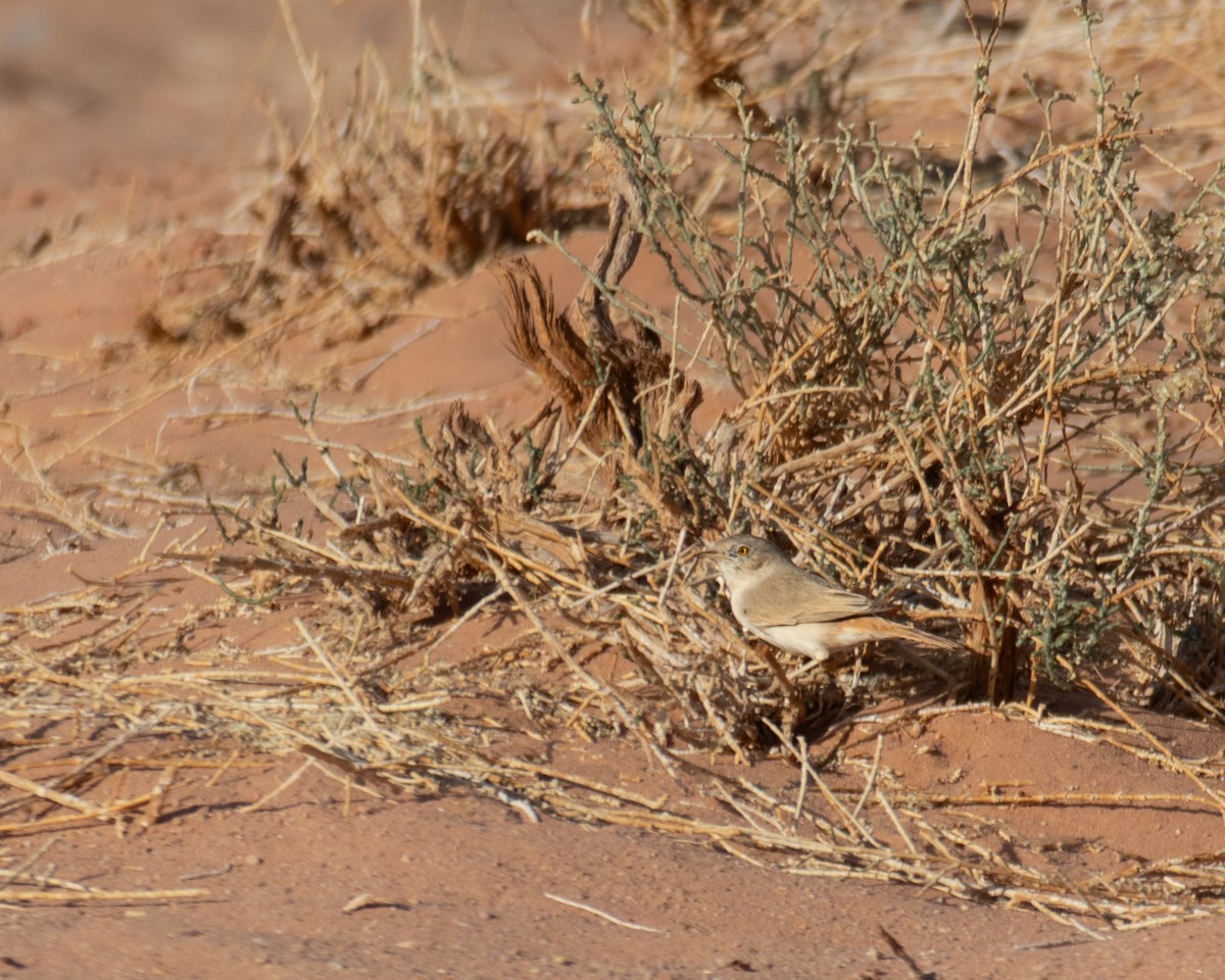 Пустынная славка - ML645598299