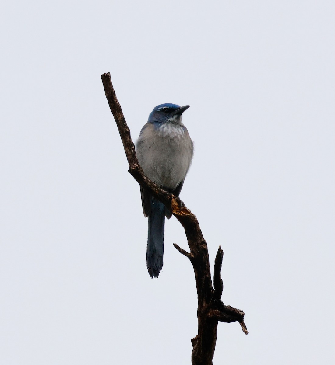 Geai de Woodhouse - ML645598301