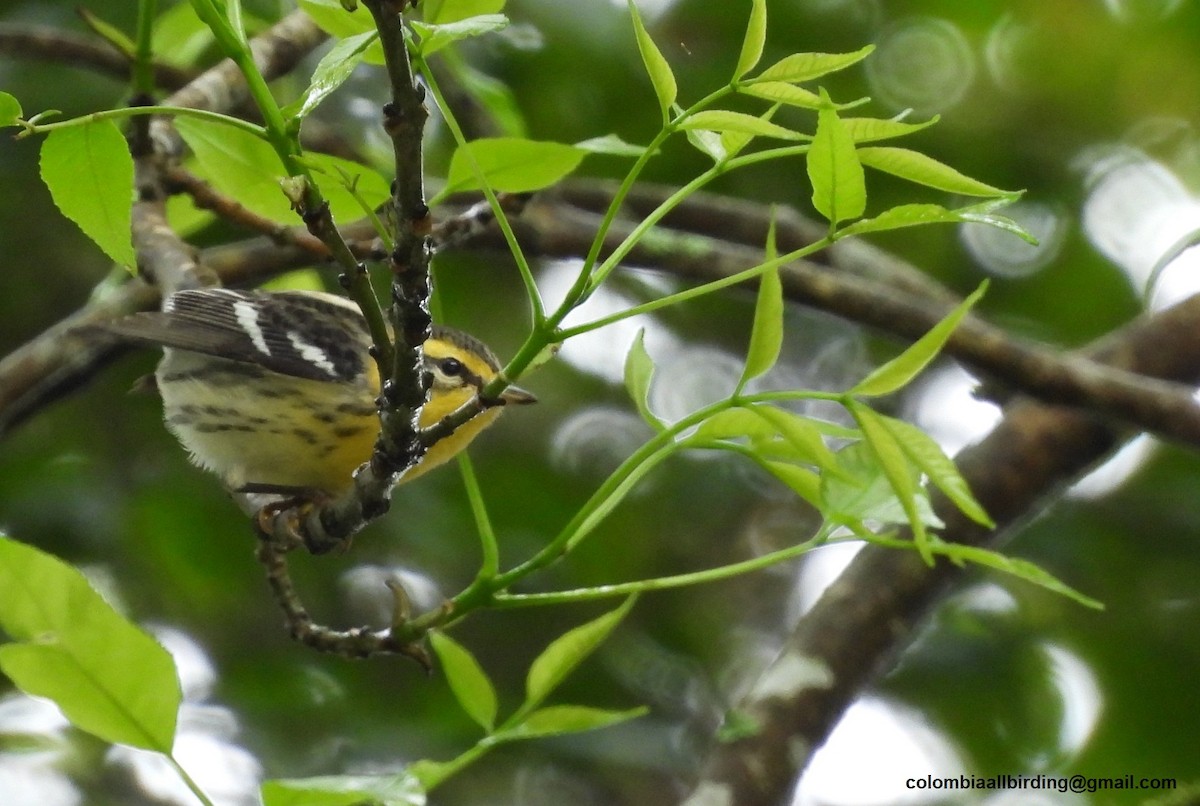 Reinita Gorjinaranja - ML645598302