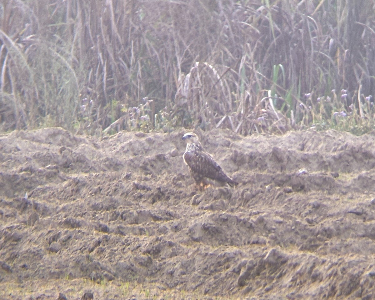 Long-legged Buzzard - ML645598303
