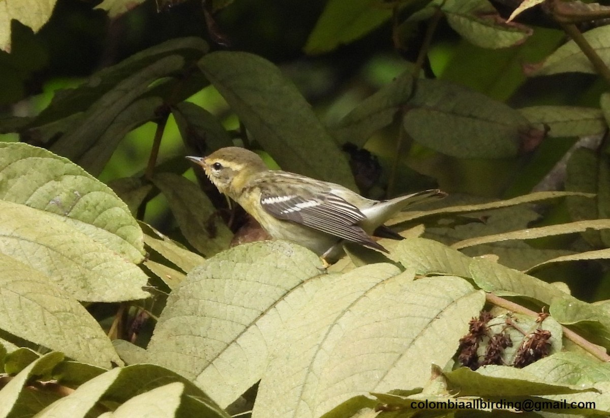 Reinita Gorjinaranja - ML645598305