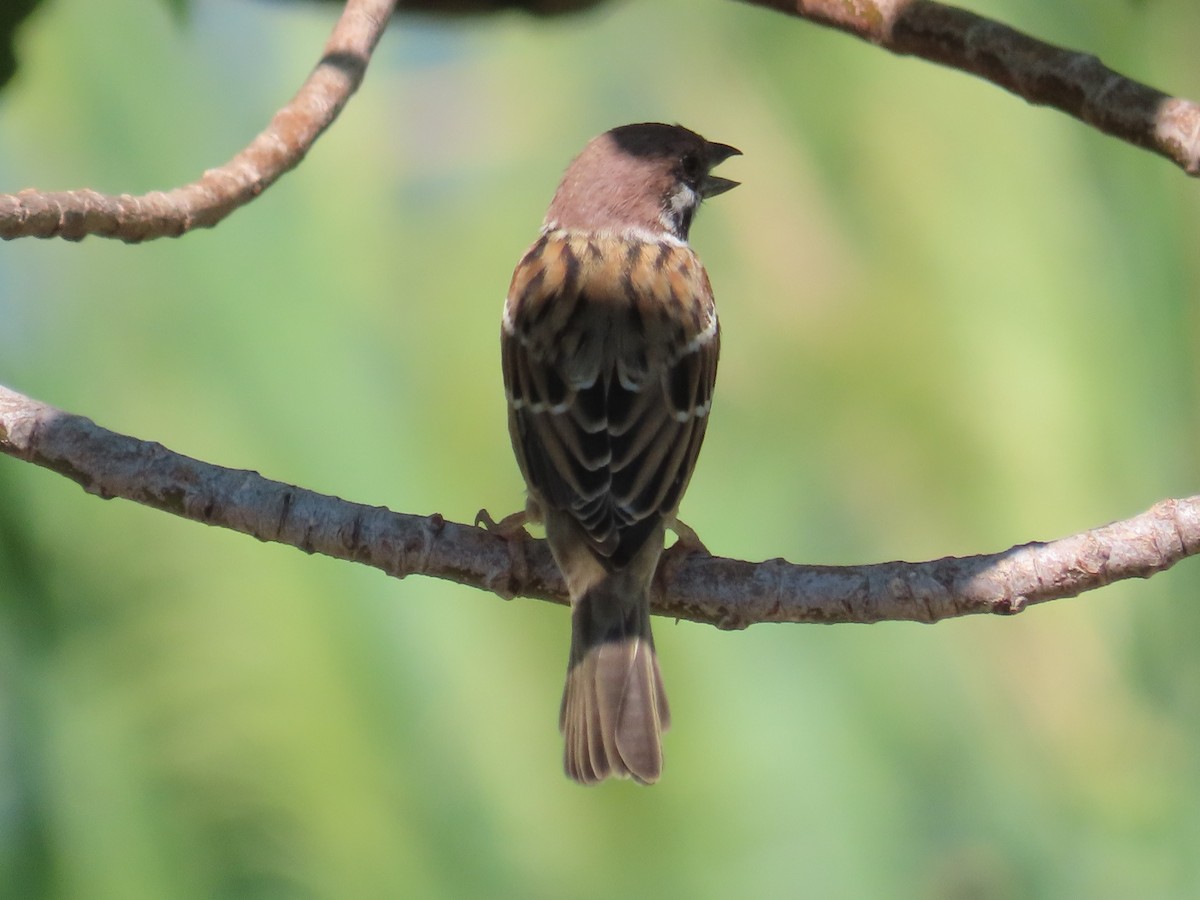 Ağaç Serçesi - ML645598306