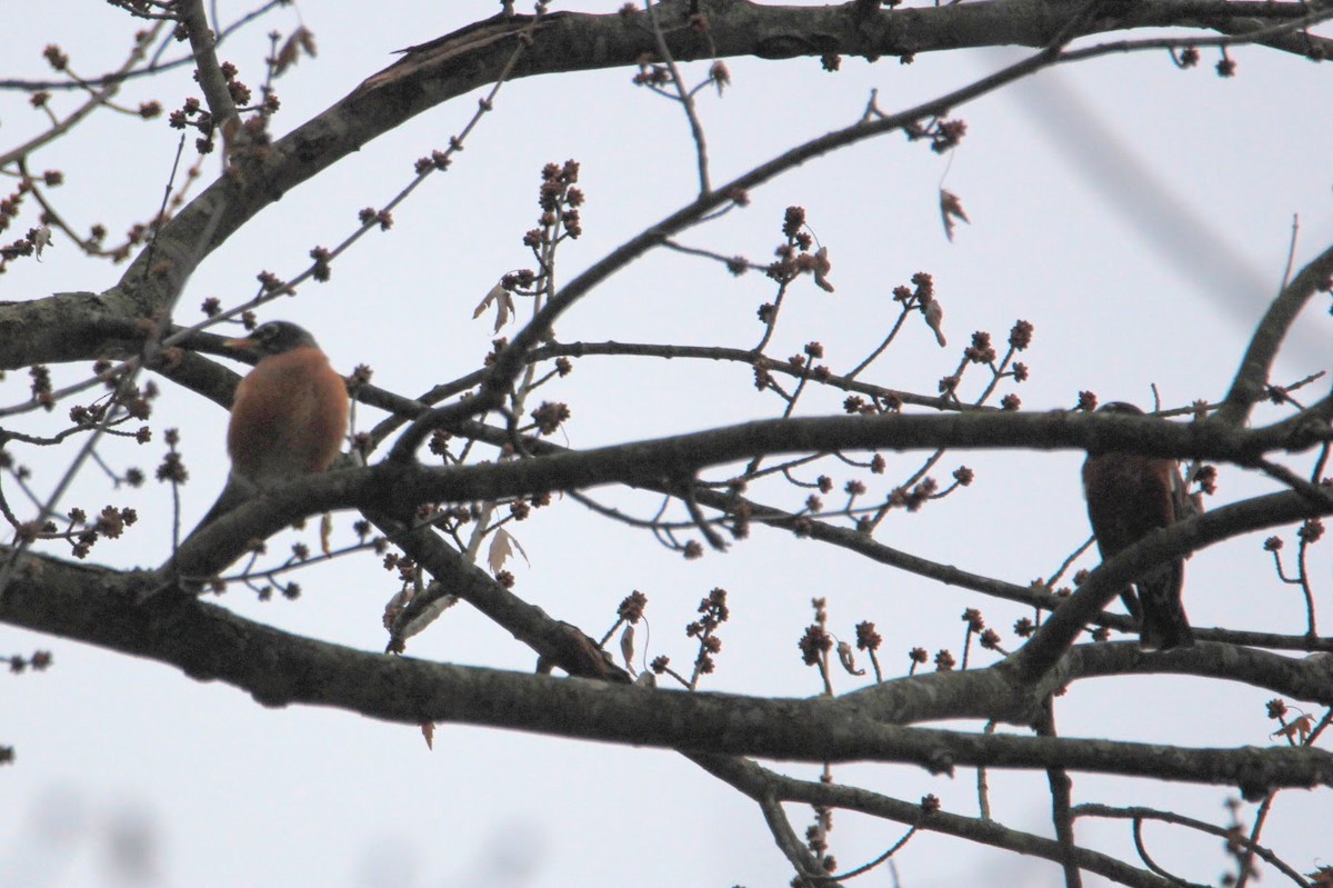 Странствующий дрозд - ML645598307