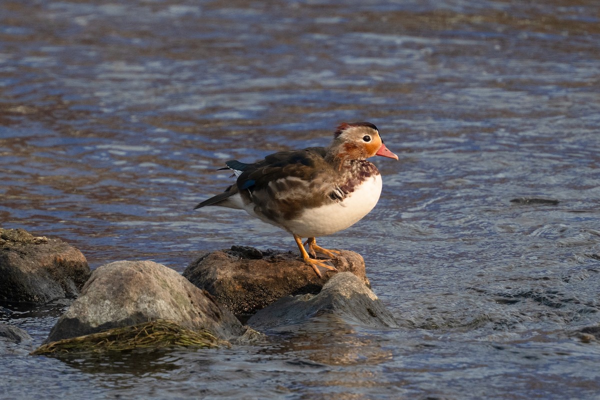 Mandarin Duck - ML645598324