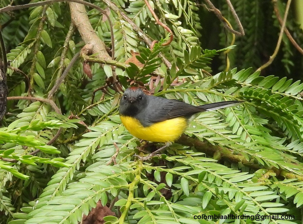 Slate-throated Redstart - ML645598325