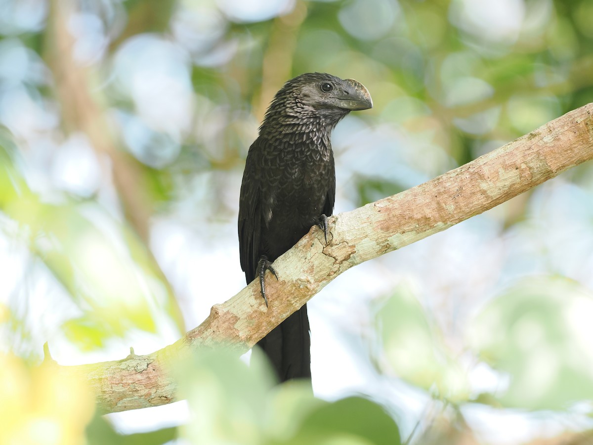 Garrapatero Aní - ML645598326