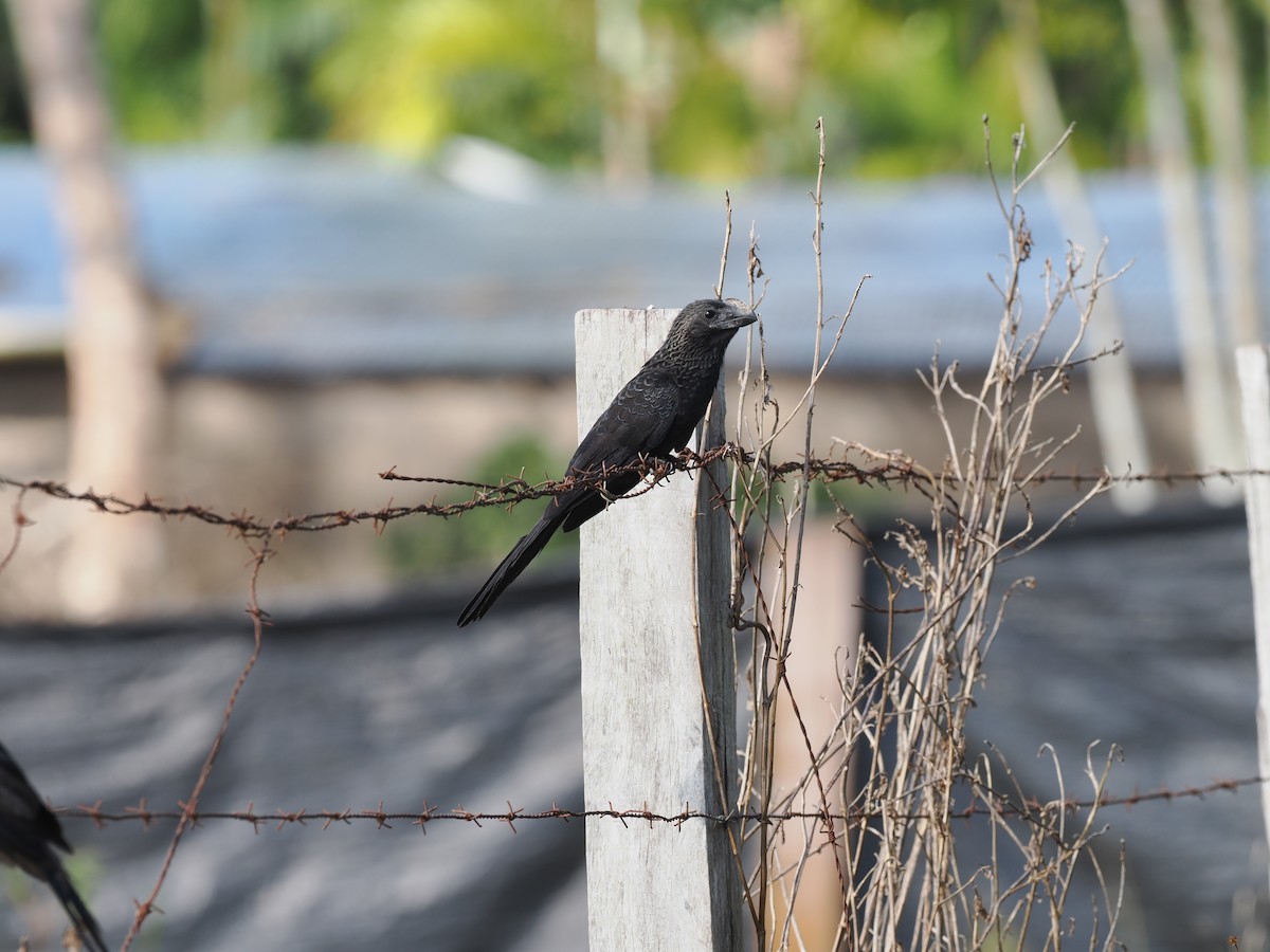 Garrapatero Aní - ML645598327