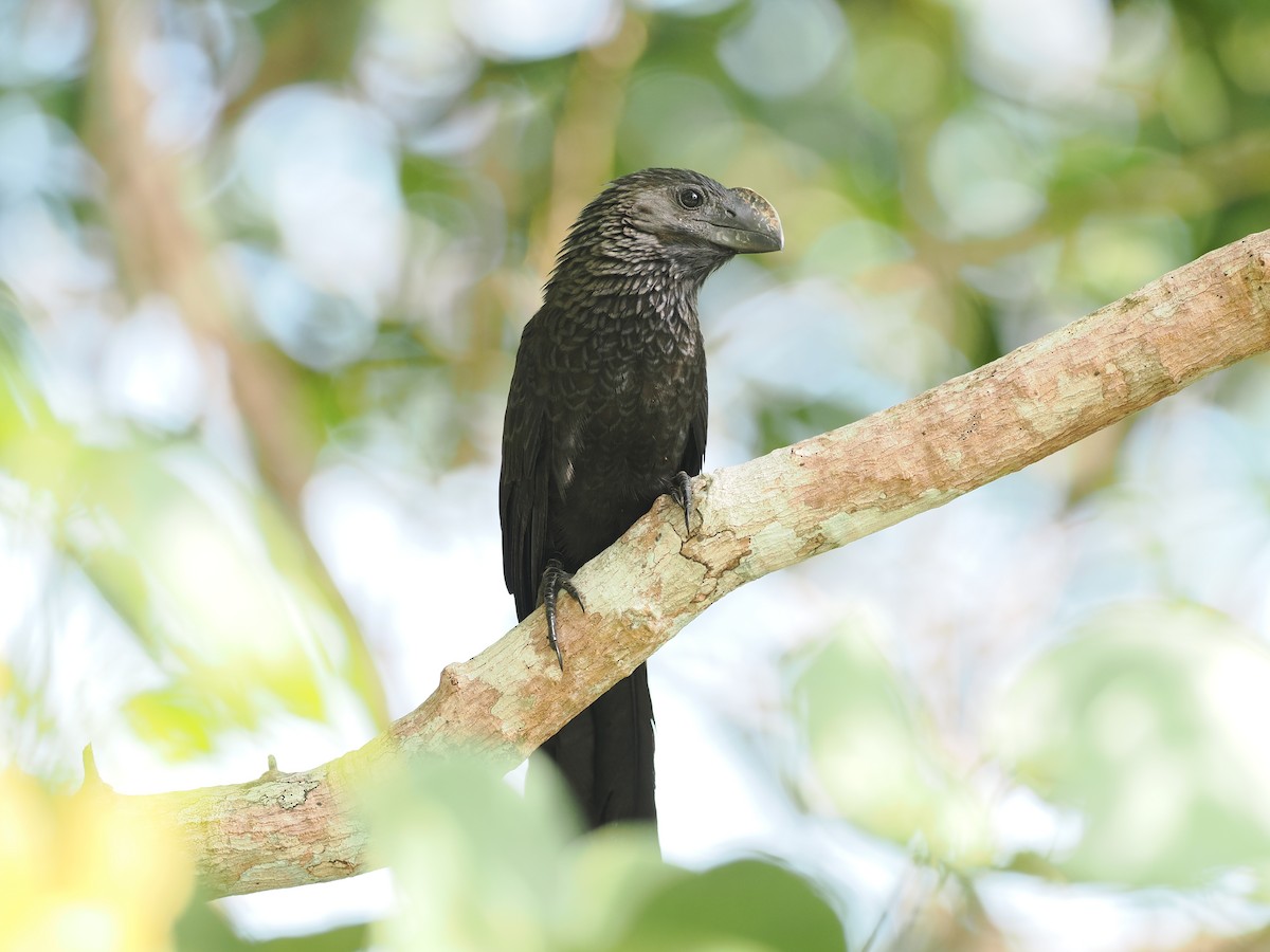 Garrapatero Aní - ML645598328