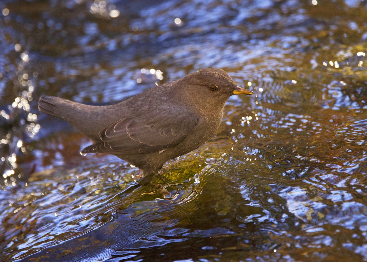 Ur-zozo iparramerikarra - ML645598330