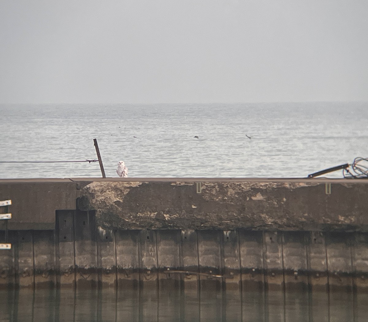 Snowy Owl - ML645598333