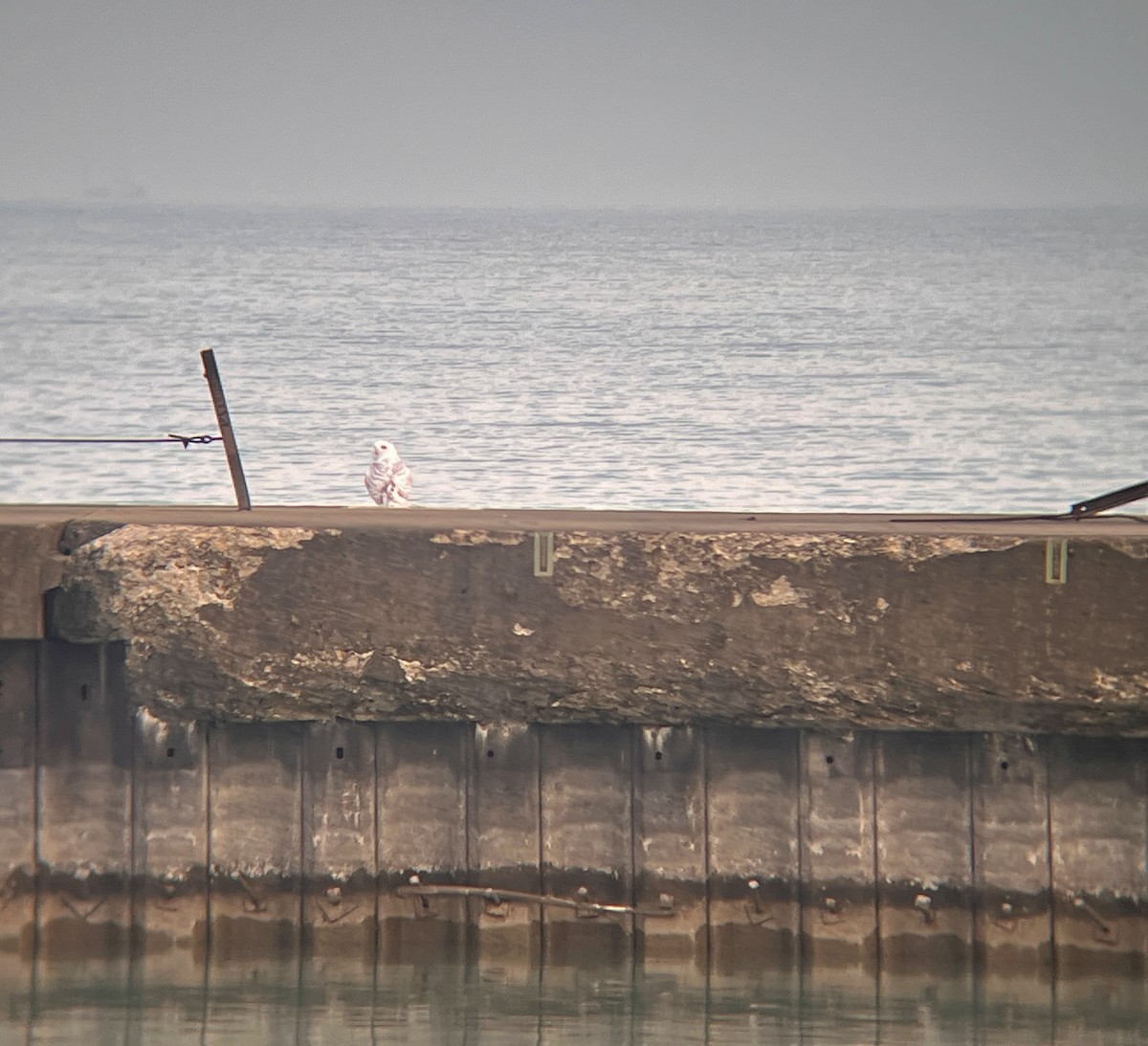 Snowy Owl - ML645598334