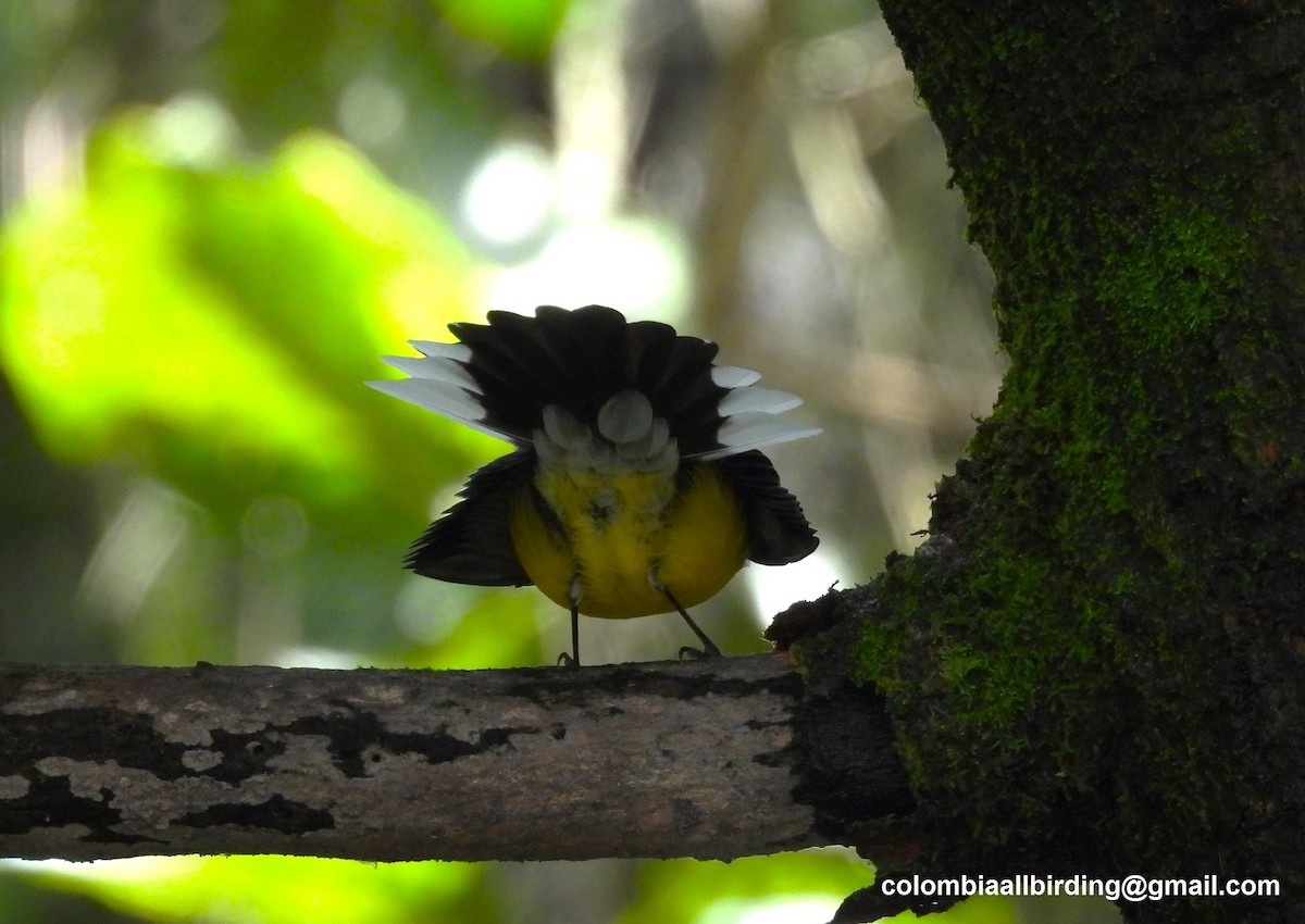 Slate-throated Redstart - ML645598339