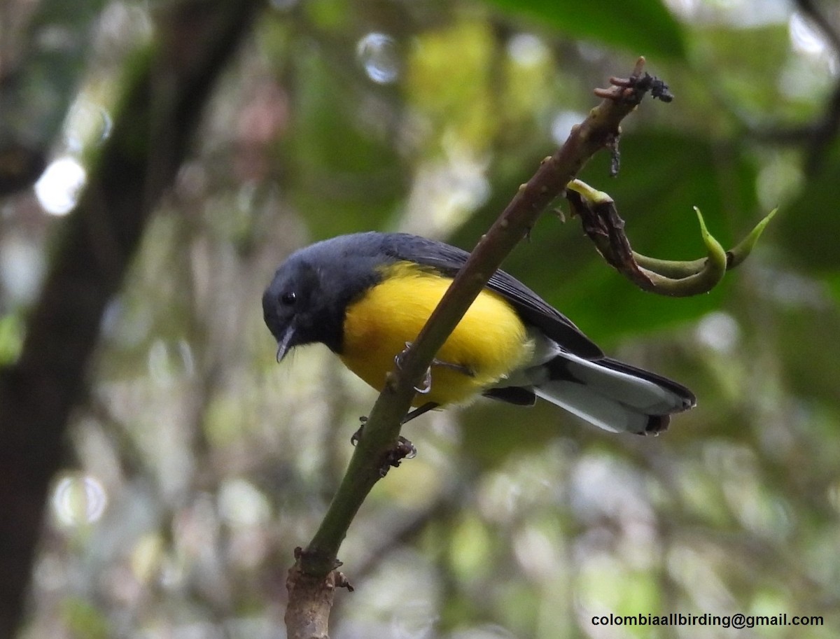Slate-throated Redstart - ML645598345