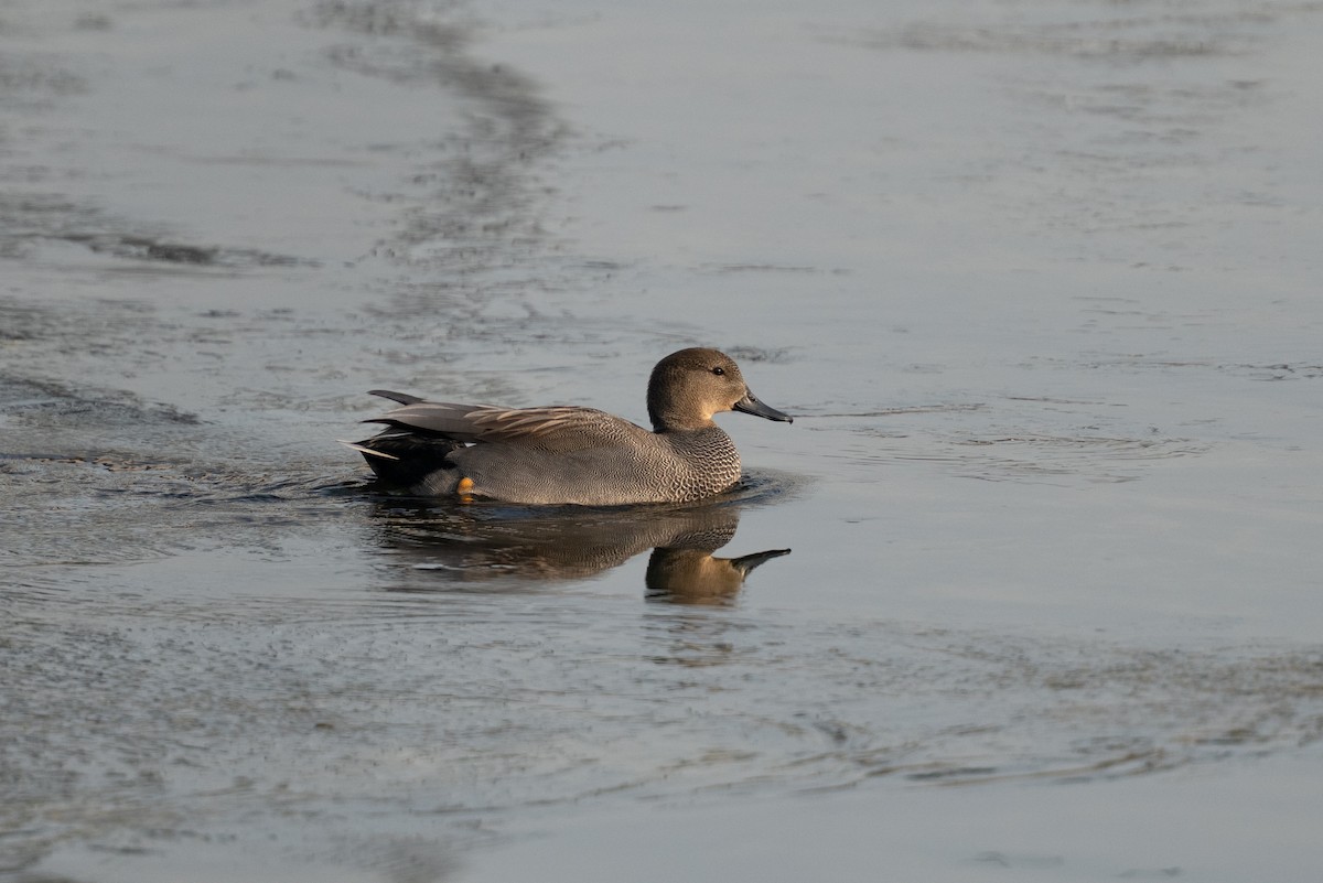 Ánade Friso - ML645598350