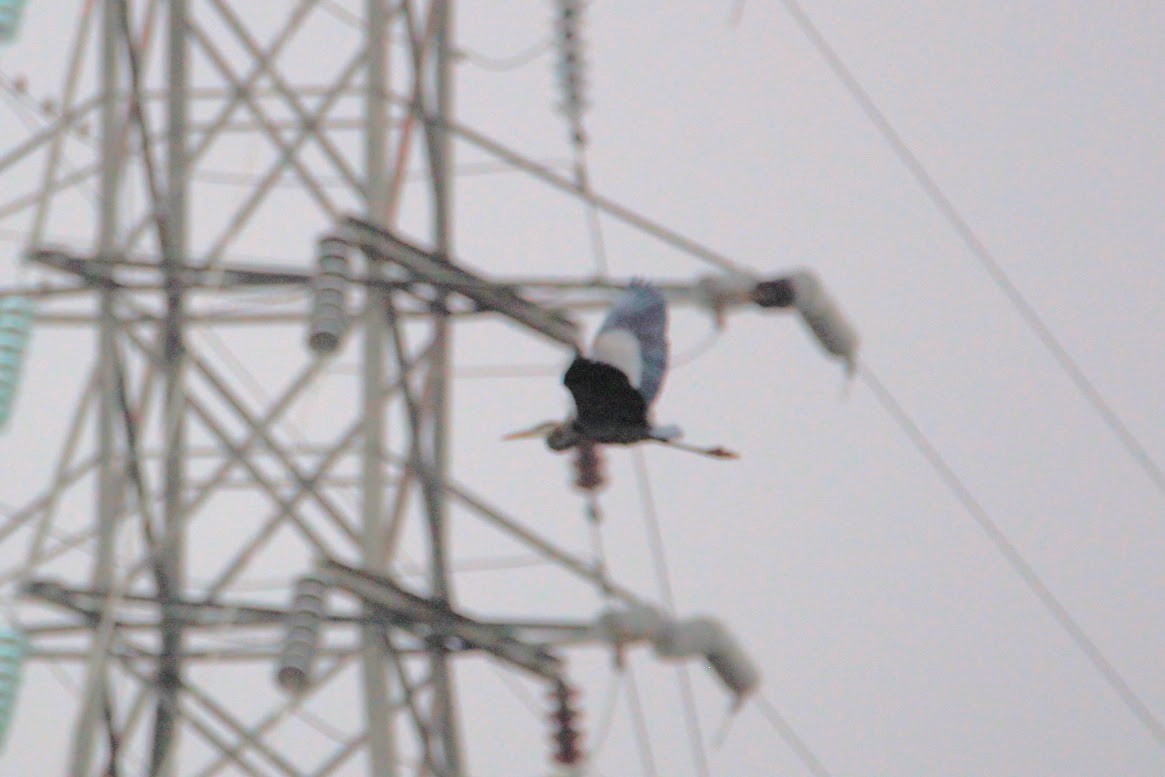 Garza Azulada - ML645598351