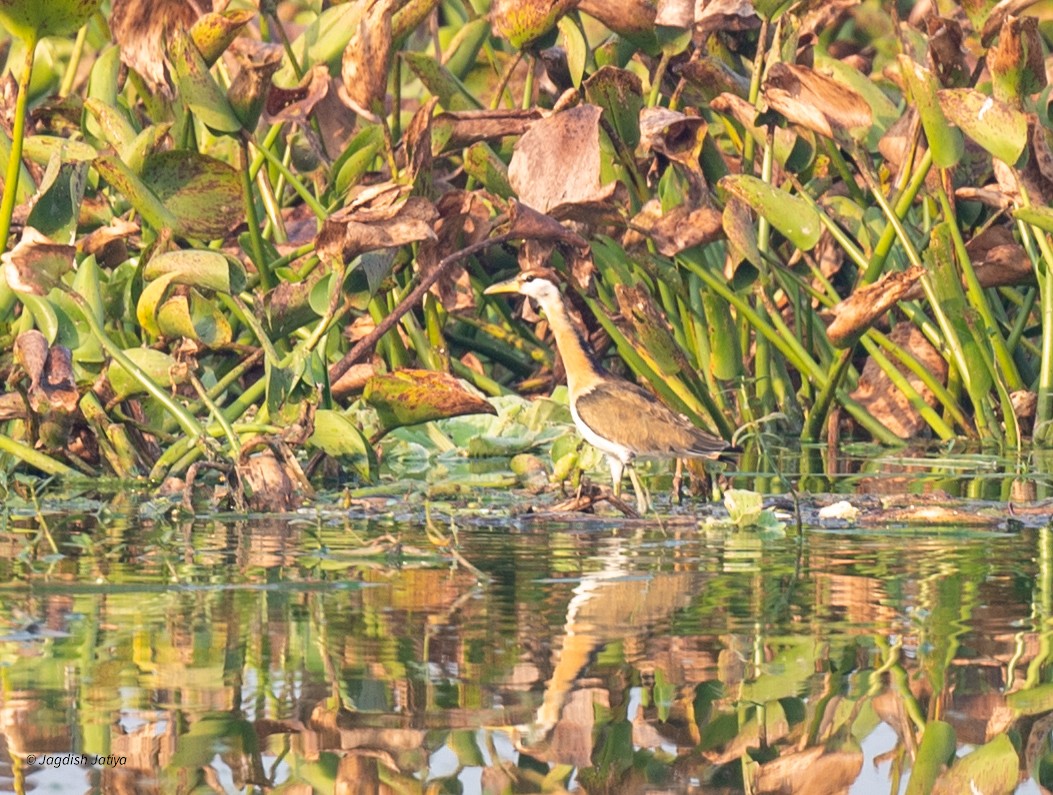 Jacana Bronceada - ML645598355